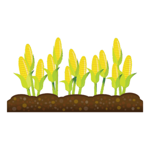 agriculture-clipart-corn-clipart