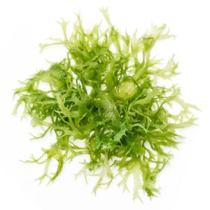 Algae Clipart A Bunch Of Green Seaweed