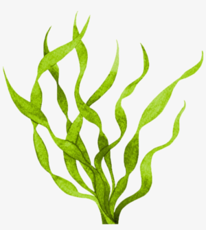 algae-clipart-a-green-plant-with-leaves-on-it