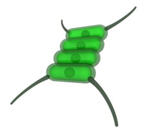 algae-clipart-a-green-plant-with-stem-and