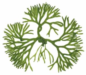 algae-clipart-a-green-sea-fan-on-white-background