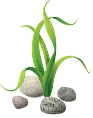 algae-clipart-a-plant-with-stones-and-grass