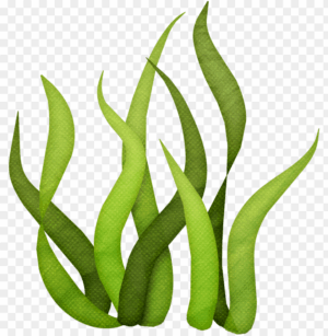 algae-clipart-green-grass-clipart