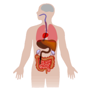 anatomy-clipart-a-diagram-of-the-human-body-and-organs