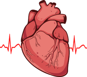 anatomy-clipart-a-heart-with-heartbeat