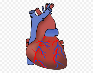 anatomy-clipart-a-heart-with-red-and-blue