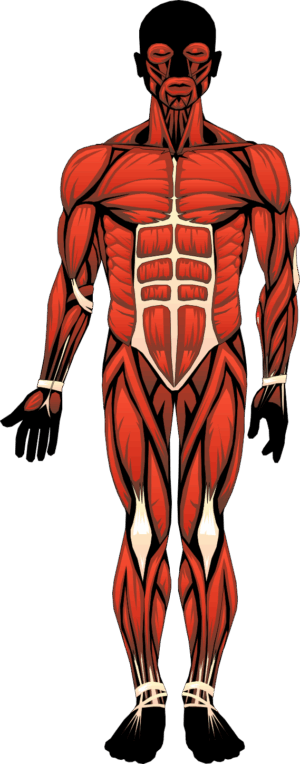 anatomy-clipart-a-muscular-man-with-muscles-highlighted