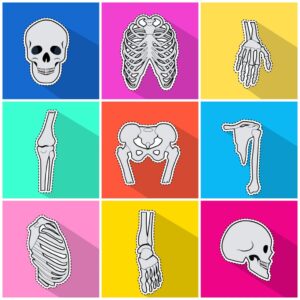 anatomy-clipart-a-set-of-bones-and-icons