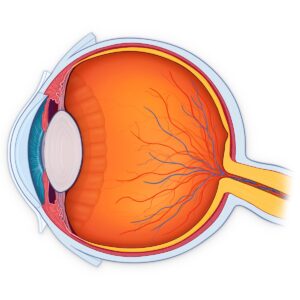 anatomy-clipart-the-anatomy-of-eye