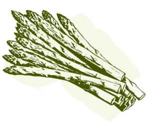 asparagus-clipart-a-bunch-of-asparas