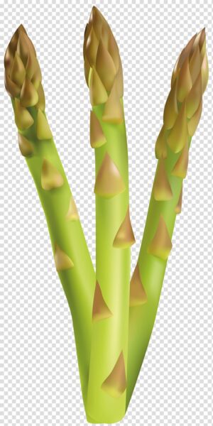 asparagus-clipart-a-green-bamboo-plant-with-leaves-on-it