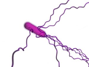 bacteria-clipart-a-purple-sperm-with-long-thin-tail