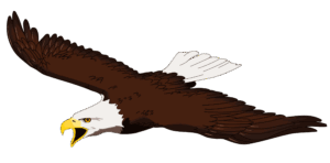bald-eagle-clipart-an-eagle-flying-in-the-air-two