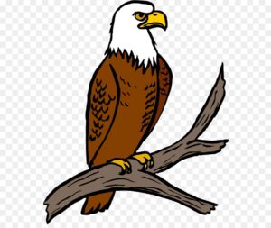 bald-eagle-clipart-eagle-clipart