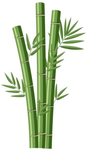 bamboo-clipart-a-bamboo-tree-with-green-leaves