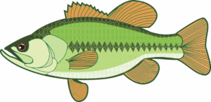 bass-clipart-a-large-mouth-fish