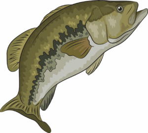 bass-clipart-a-large-mouth-fish-two