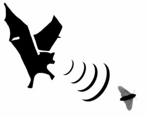 bat-clipart-black-and-white-a-black-and-white-silhouette-of-bird-flying
