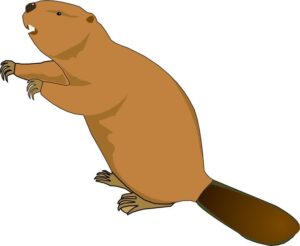 Beaver Clipart A Beaver Standing On Its Hinds