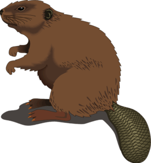 beaver-clipart-a-beaver-with-fish-in-its-mouth