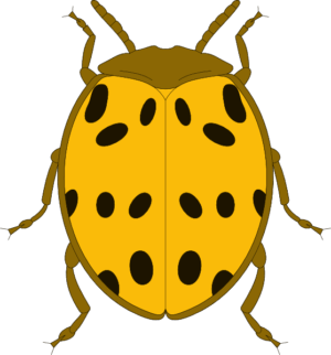 beetle-clipart-a-lady-bug-with-black-spots