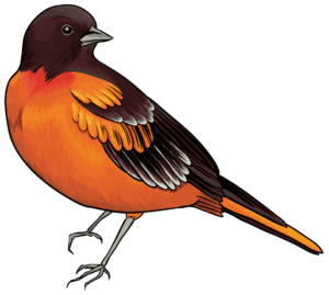 birds-clipart-a-bird-with-orange-feathers-and-black-wings