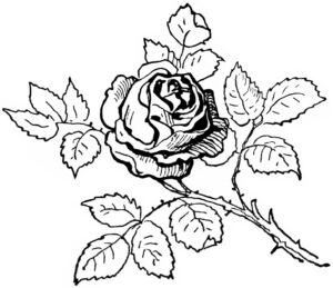 black-and-white-flower-clipart
