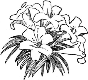 black-and-white-flower-clipart-a-flower-with-white-background