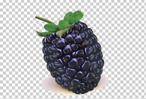 blackberry-clipart-a-black-ras-fruit-fruit