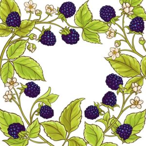 blackberry-clipart-a-branch-of-blackberry-with-berries-and-leaves