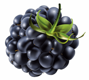 blackberry-clipart-a-bunch-of-black-grapes-with-green-leaves