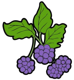 blackberry-clipart-a-bunch-of-grapes-clipart