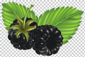 blackberry-clipart-blackberries-png-blackberries-black