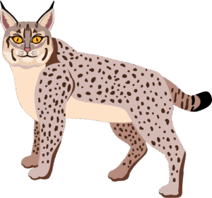 bobcat-clipart-a-cat-with-yellow-eyes-and-black-background