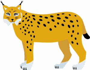 bobcat-clipart-a-che