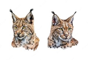 bobcat-clipart-lynx-watercolor-painting-by-artist