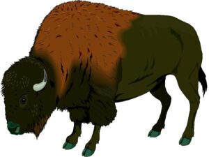 buffalo-clipart-bison-clipart-clip