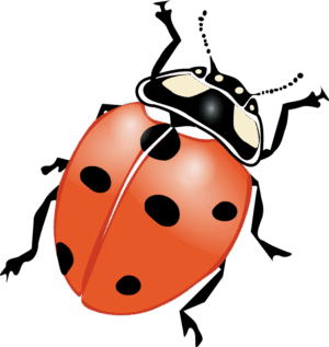 Bugs Clipart A Ladybug With Black Spots On Its Back