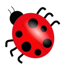 bugs-clipart-ladybug-—