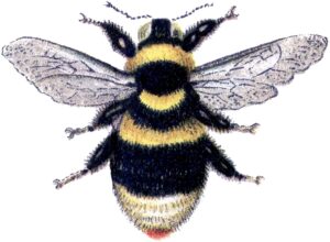 bumble-bee-clipart-a-bum-with-black-and-yellow-stripe-on-its-back