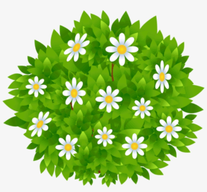 bush-clipart-a-green-tree-with-white-flowers
