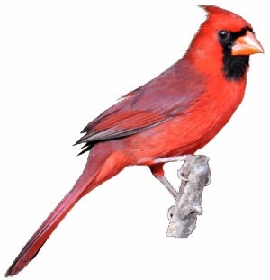 cardinal-clipart-a-red-bird-perched-on-branch