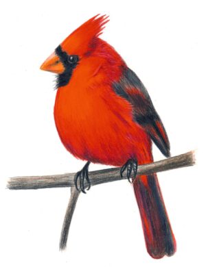 cardinal-clipart-a-red-bird-sitting-on-branch