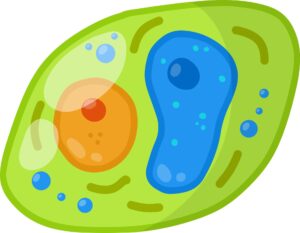 cell-clipart-a-green-and-blue-cell