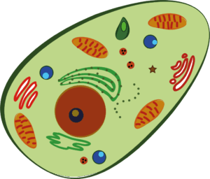 cell-clipart-a-green-avoca-with-many-different-colored-spots