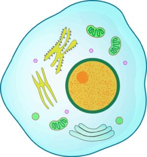 cell-clipart-a-plate-with-cell-and
