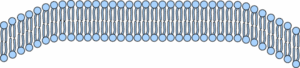cell-membrane-clipart-a-black-and-white-image-of-wave