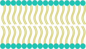cell-membrane-clipart-a-pattern-with-wavy