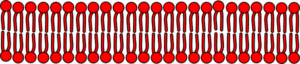 cell-membrane-clipart-a-red-and-black-pattern-with-background