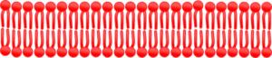 cell-membrane-clipart-a-red-wave-pattern